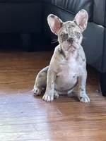 Nelly, a female French Bulldog for sale in Folsom, CA – Photo 1 of 6