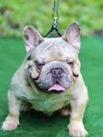 Nelly, a female French Bulldog for sale in Folsom, CA – Photo 6 of 6