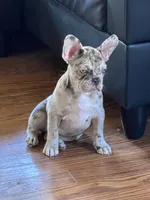 Nelly, a female French Bulldog for sale in Folsom, CA – Photo 3 of 6