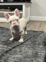 Pinkey, a male French Bulldog for sale in Folsom, CA – 6 of 10