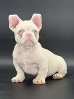 Chubbs, a male French Bulldog for sale in Folsom, CA – Photo 2 of 10