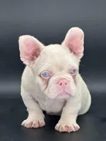 Chubbs, a male French Bulldog for sale in Folsom, CA – Photo 6 of 10