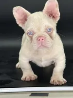 Chubbs, a male French Bulldog for sale in Folsom, CA – Photo 3 of 10