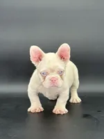 Chubbs, a male French Bulldog for sale in Folsom, CA – Photo 4 of 10