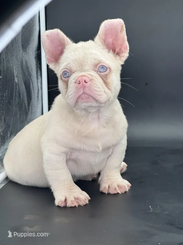 Chubbs, a male French Bulldog for sale in Folsom, CA – Photo 1 of 10
