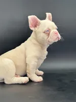 Chubbs, a male French Bulldog for sale in Folsom, CA – Photo 10 of 10