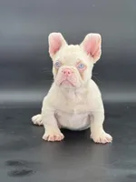 Chubbs, a male French Bulldog for sale in Folsom, CA – Photo 5 of 10