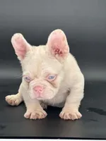 Chubbs, a male French Bulldog for sale in Folsom, CA – Photo 8 of 10