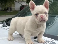 Chubbs, a male French Bulldog for sale in Folsom, CA – Photo 9 of 10