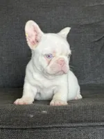 Pink Bella , a female French Bulldog for sale in Folsom, CA – 3 of 10