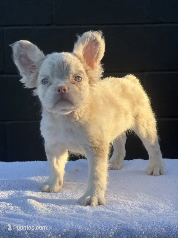 Pink Princess – French Bulldog puppy for sale in Folsom, CA