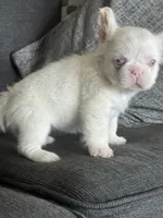 Pink Polka, a female French Bulldog for sale in Folsom, CA – 2 of 10