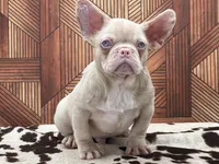 PINK FACE, a male French Bulldog for sale in Folsom, CA – Photo 3 of 10