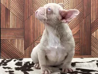 PINK FACE, a male French Bulldog for sale in Folsom, CA – Photo 9 of 10