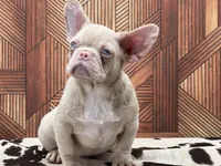 PINK FACE, a male French Bulldog for sale in Folsom, CA – Photo 7 of 10