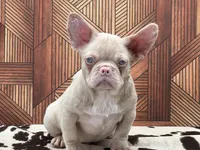 PINK FACE, a male French Bulldog for sale in Folsom, CA – Photo 5 of 10