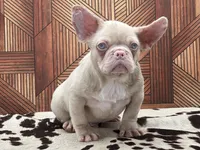 PINK FACE, a male French Bulldog for sale in Folsom, CA – Photo 4 of 10