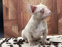 PINK FACE, a male French Bulldog for sale in Folsom, CA – Photo 8 of 10