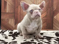 PINK FACE, a male French Bulldog for sale in Folsom, CA – Photo 10 of 10