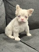 Pink Princess, a female French Bulldog for sale in Folsom, CA – 4 of 10