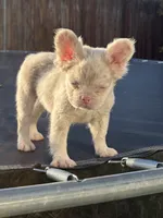 Pink Prince, a male French Bulldog for sale in Folsom, CA – 4 of 10