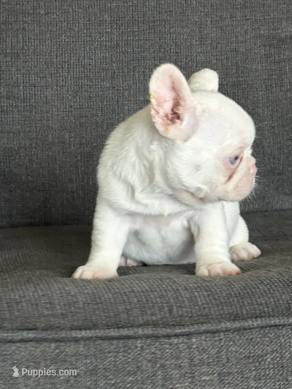 Pink Bella  – French Bulldog puppy for sale in Folsom, CA