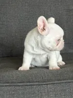 Pink Bella , a female French Bulldog for sale in Folsom, CA – 1 of 10