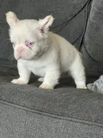 Pink Polka, a female French Bulldog for sale in Folsom, CA – 8 of 10