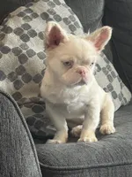 PINK POOKIE, a male French Bulldog for sale in Folsom, CA – 10 of 10