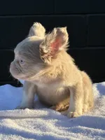 Carlito , a male French Bulldog for sale in Folsom, CA – 4 of 8