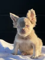 Carlito , a male French Bulldog for sale in Folsom, CA – 6 of 8