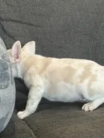 Cheeto , a male French Bulldog for sale in Folsom, CA – 8 of 10