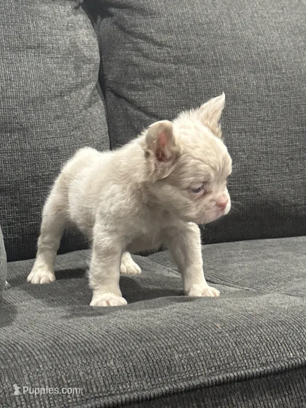 Pink Princess – French Bulldog puppy for sale in Folsom, CA
