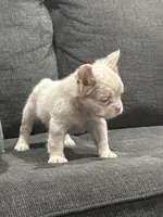 Pink Princess, a female French Bulldog for sale in Folsom, CA – 1 of 10