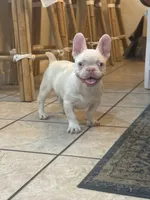 Pinkey, a male French Bulldog for sale in Folsom, CA – 4 of 10