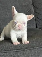 Pink Bella , a female French Bulldog for sale in Folsom, CA – 2 of 10