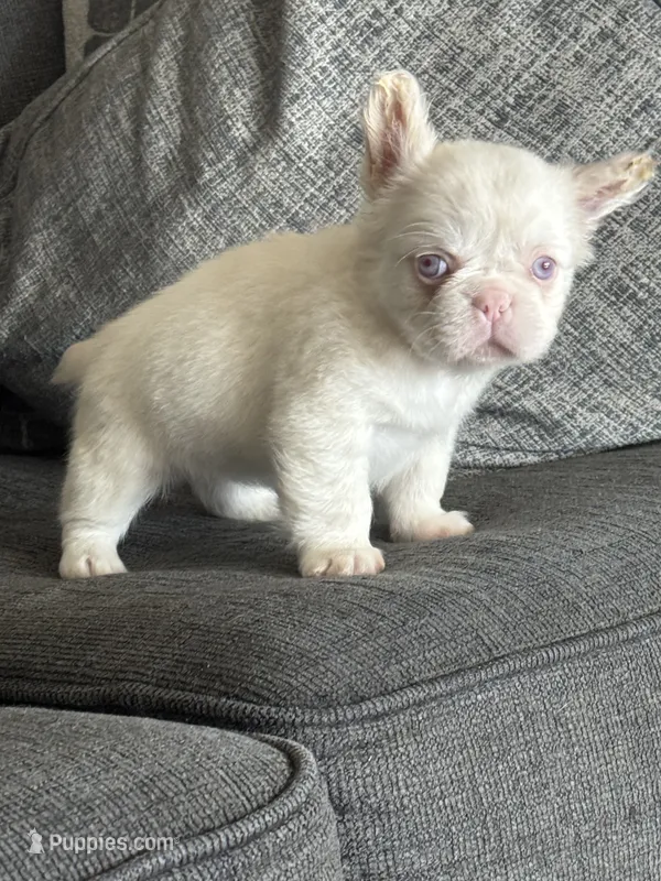 Pink Polka – French Bulldog puppy for sale in Folsom, CA