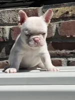 Pinkey, a male French Bulldog for sale in Folsom, CA – 2 of 9