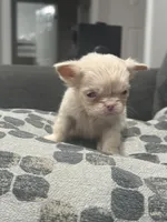 Ewok, a female French Bulldog for sale in Folsom, CA – 2 of 6