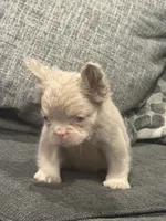 Carlito , a male French Bulldog for sale in Folsom, CA – 8 of 10