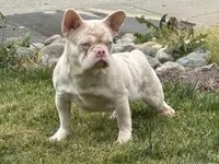 Pink Tiger, a male French Bulldog for sale in Folsom, CA – Photo 1 of 2