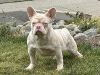 Pink Tiger, a male French Bulldog for sale in Folsom, CA – Photo 2 of 2