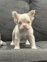 Pink Princess, a female French Bulldog for sale in Folsom, CA – 2 of 10
