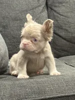 Carlito , a male French Bulldog for sale in Folsom, CA – 3 of 10