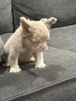 Carlito , a male French Bulldog for sale in Folsom, CA – 6 of 10