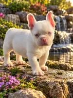 Pink Bear, a male French Bulldog for sale in Folsom, CA – 2 of 7