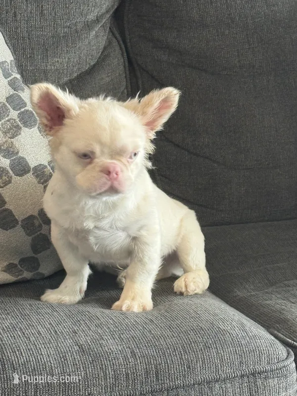 PINK POOKIE – French Bulldog puppy for sale in Folsom, CA
