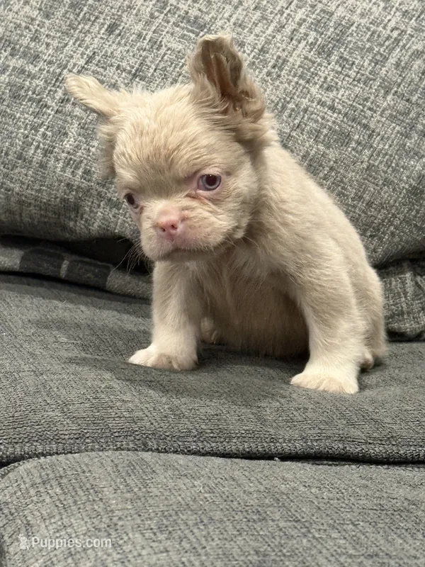 Carlito  – French Bulldog puppy for sale in Folsom, CA