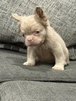 Carlito , a male French Bulldog for sale in Folsom, CA – 1 of 10