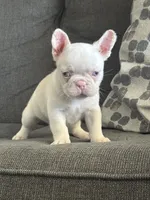 Pinkey, a male French Bulldog for sale in Folsom, CA – 9 of 9